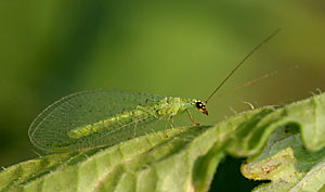 green_lacewing78