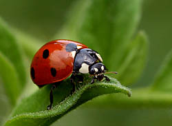 ladybug42