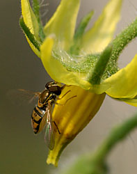 hover_fly_62