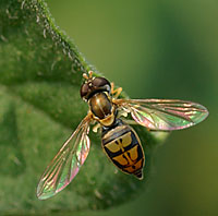 hover_fly_70