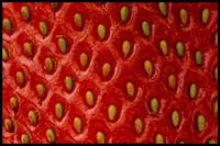08-strawberry-5602
